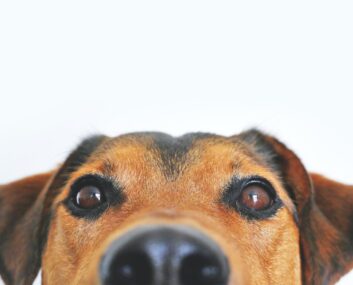 a close up shot of a puppy