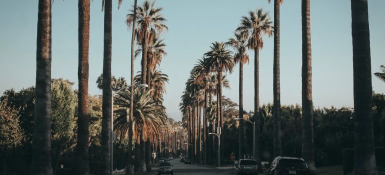 Palm trees along the road - what you can see after moving to Beverly Hills