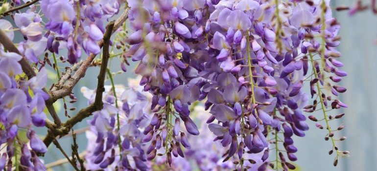 Wisteria